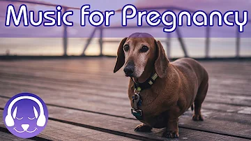 Music for Pregnant Dogs! 15 Hours of the BEST Music to Help Your Pregnant Dog! NEW 2018!