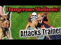 DANGEROUS BELGIAN MALINOIS ATTACKS TRAINER!  OUT OF CONTROL