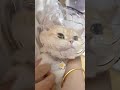 🚀猫専用宇宙船！？乗った瞬間おとなしくなった😹