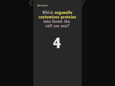 Video: Kuri organelė sintezuoja baltymus, kurie naudojami citoplazmos viktorinoje?