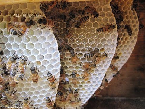 مذهلة فوائد غذاء ملكات النحل مع العسل لمقاومة الامراض والقوة الجنسية