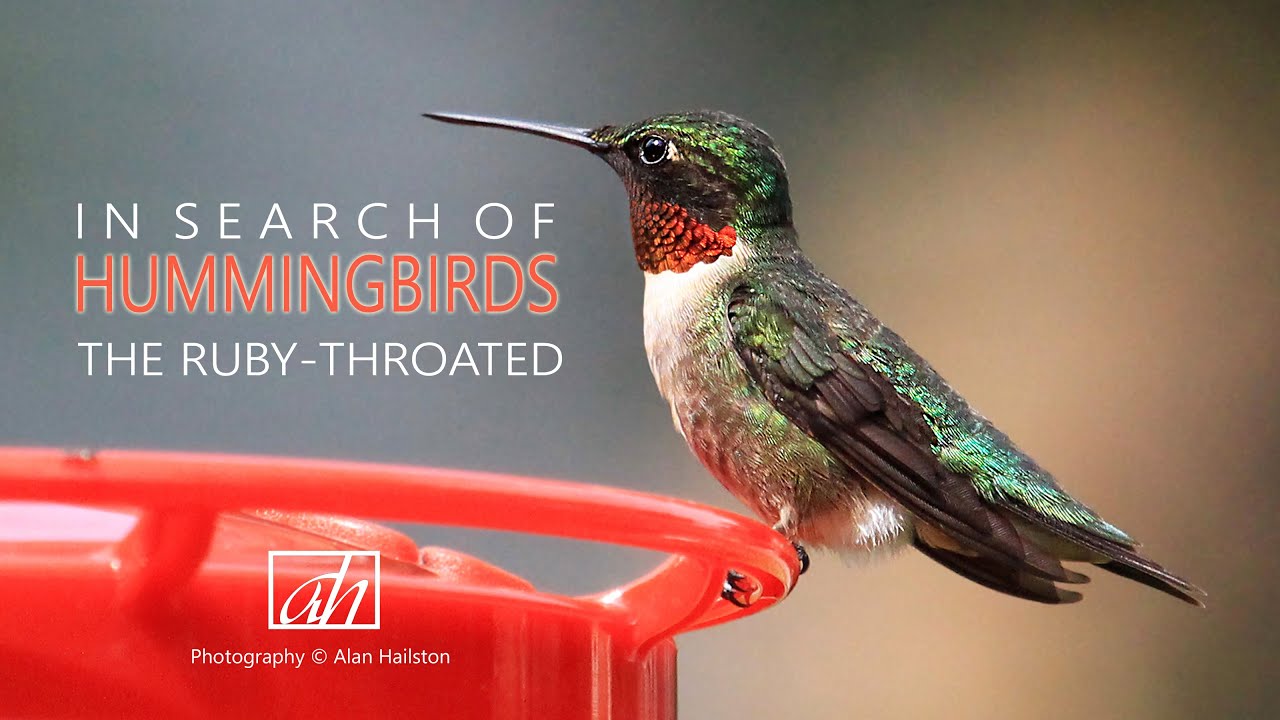 IN SEARCH OF HUMMINGBIRDS-THE RUBY-THROATED - YouTube
