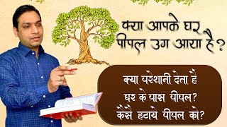 Importance of Peepal Tree Near Home in Lal Kitab