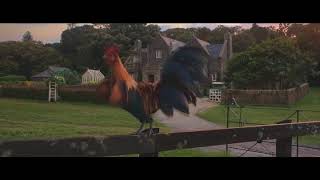 Peter Rabbit   Rooster segments