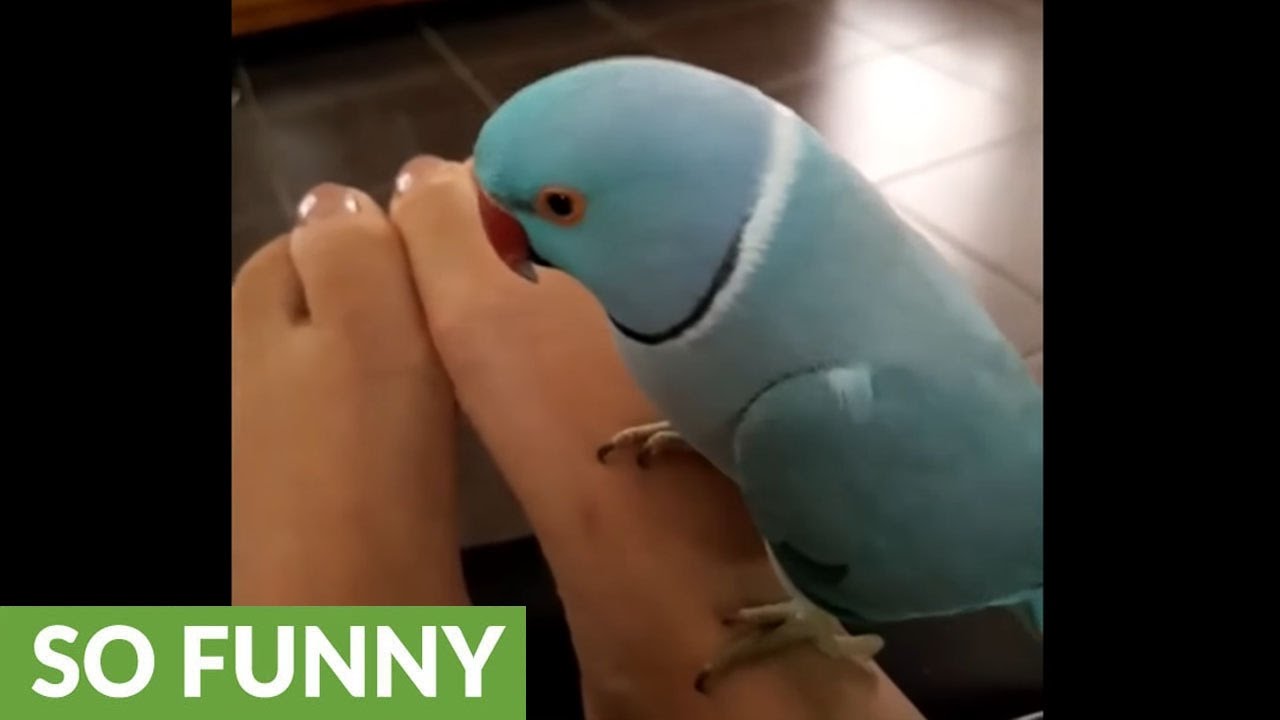 Talkative parrot has full conversation with owner's feet
