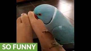 Talkative Parrot Has Full Conversation With Owners Feet