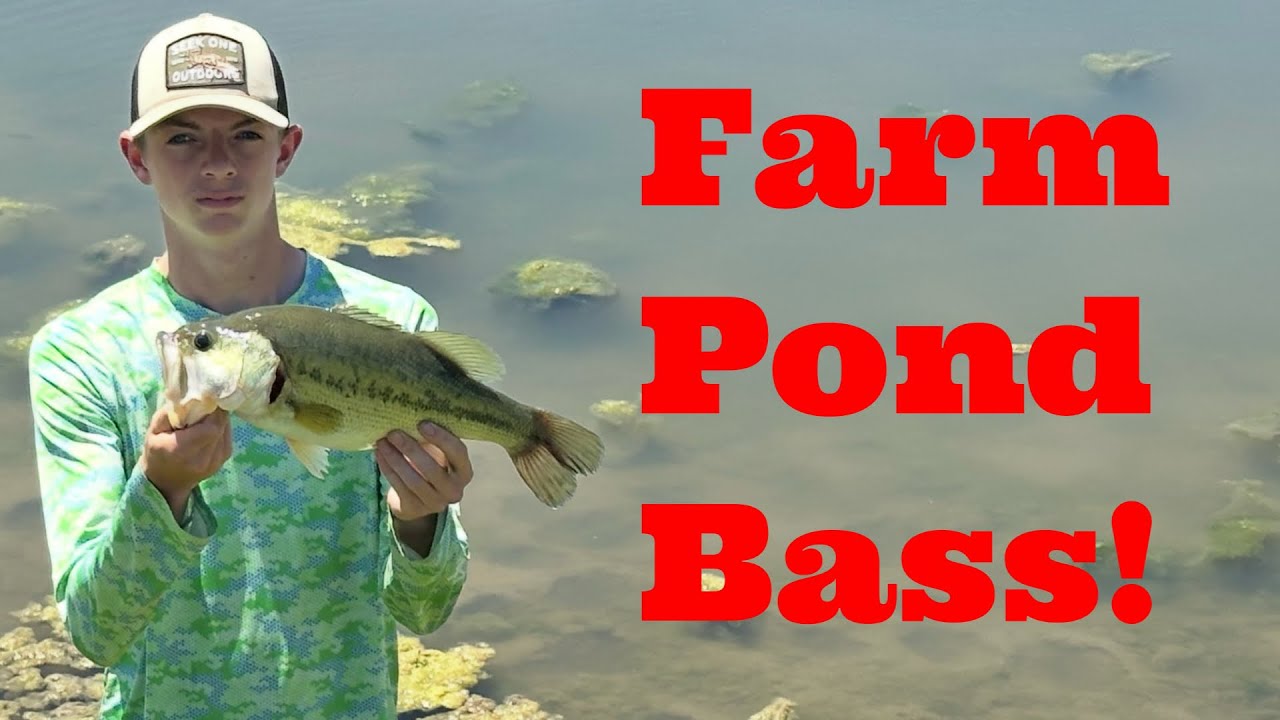 Hooking up on bass in local farm pond.