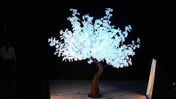 Copy of Bright Baum Gingko Tree changes color