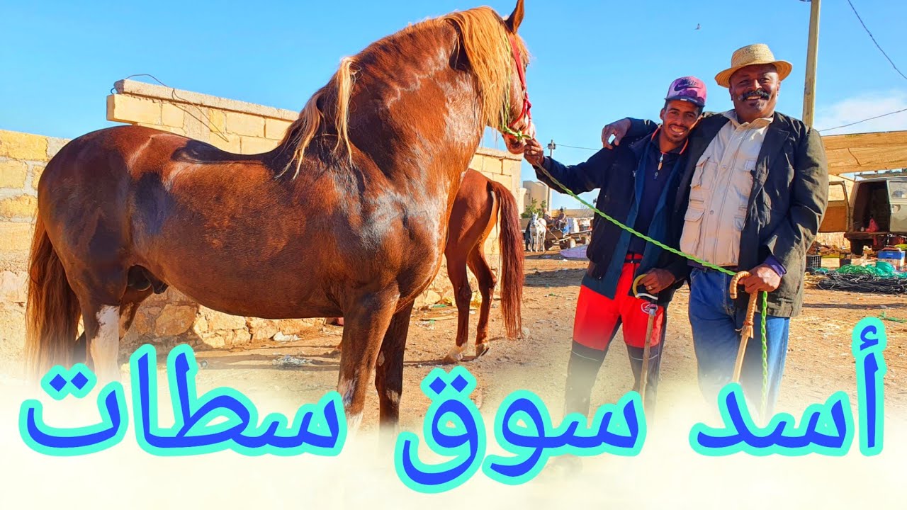 سوق سطات  مع  بدريس احسن سوق وشراء بدريس احسن عود 😮😮😮