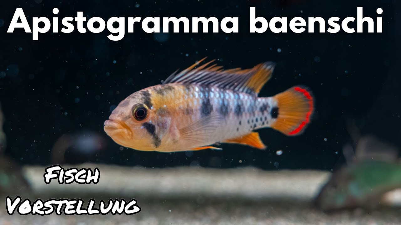 Inka Zwergbuntbarsch (Apistogramma baenschi) | Liquid Nature Fisch ...