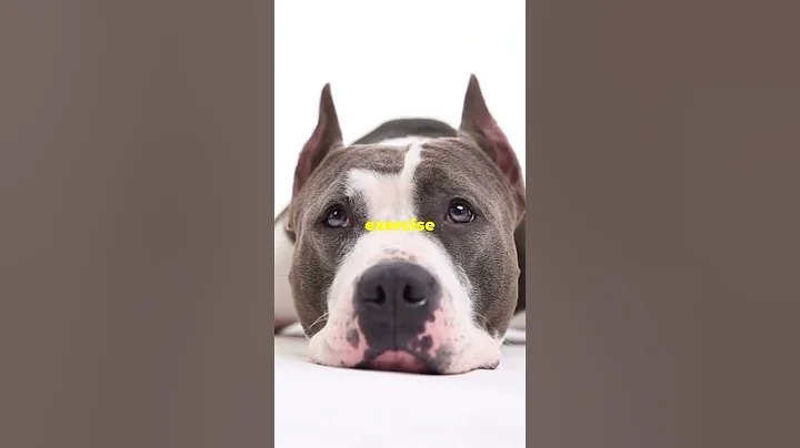 American Bulldogs: Everything You Need To Know