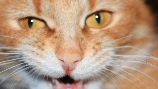 Кошка жрет коноплю Кошка жрет коноплю