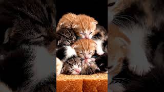 Cat Trap. #cat #kitten #ai #cute #asmr