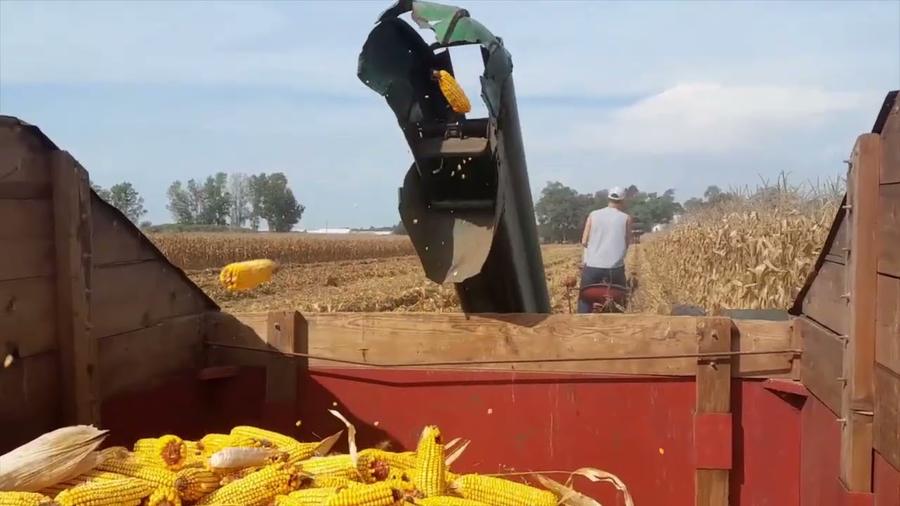 Antique Corn Picking Nappanee, Indiana 2025