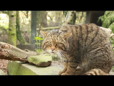 how-to-identify-a-scottish-wildcat