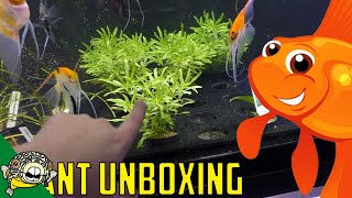 You guys asked for it. So this video includes aquarium plants as well as the fish unboxing. We unboxed some Rainbowfish, Danios, 