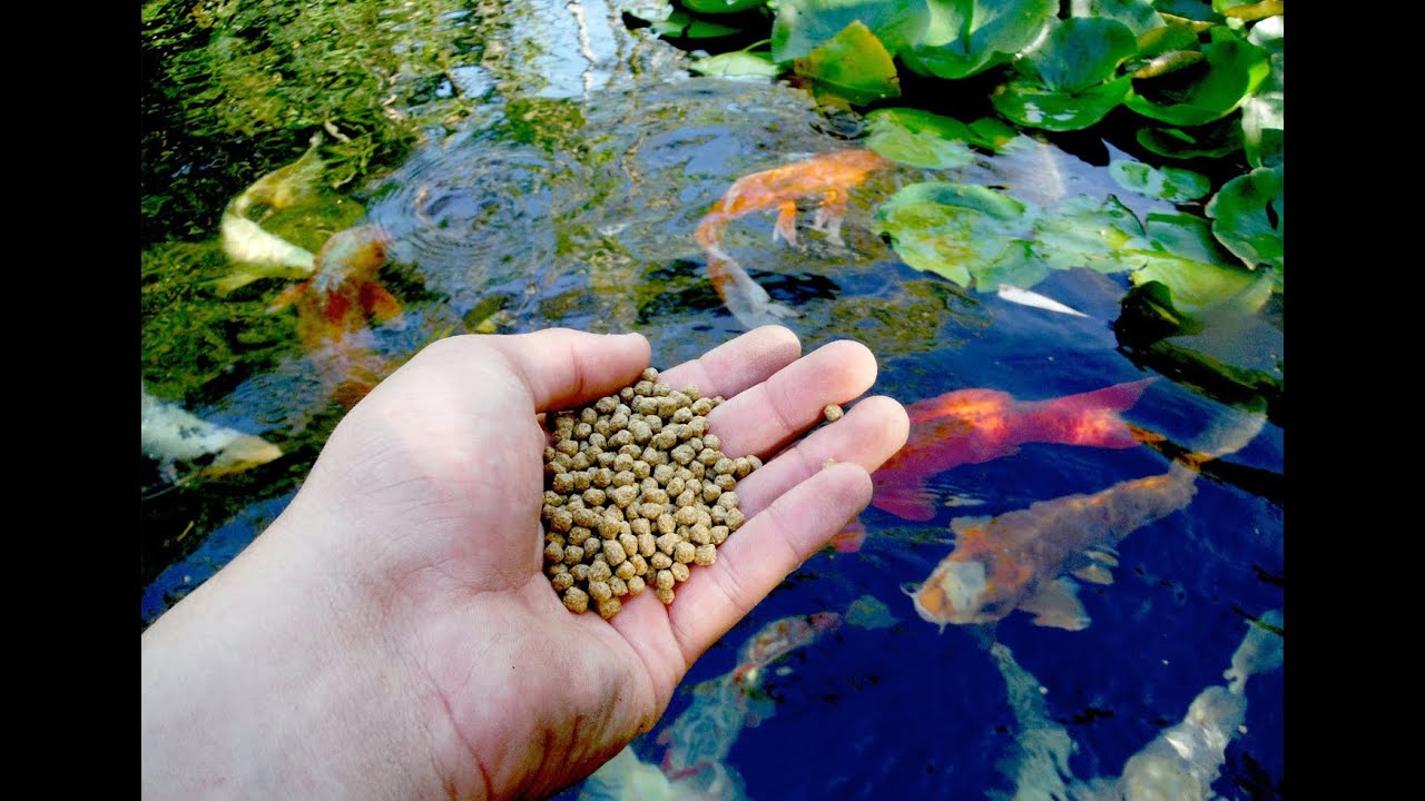 floating fish feed pellet processing machine YouTube