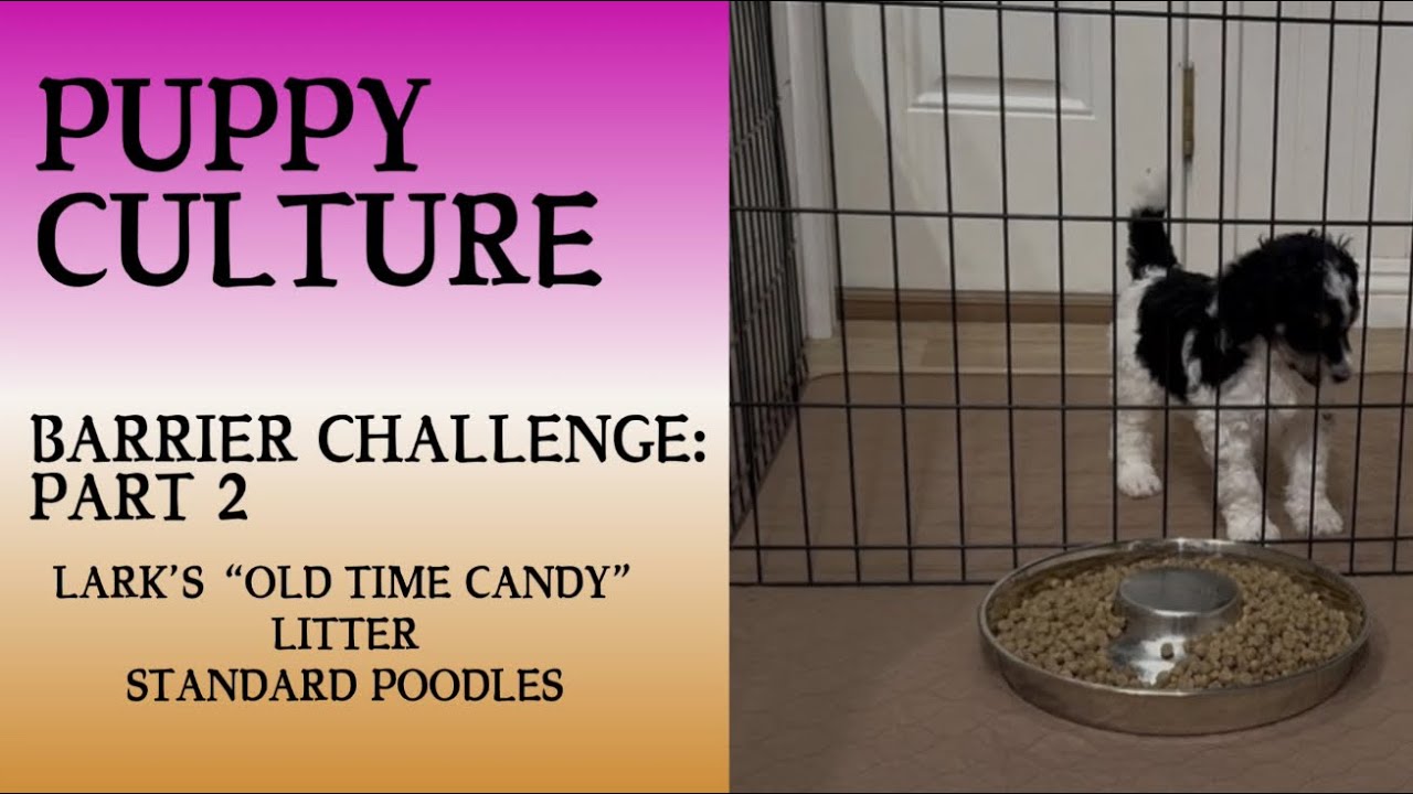 Lark’s “Old Time Candy” litter’s Barrier Challenge: Part 2