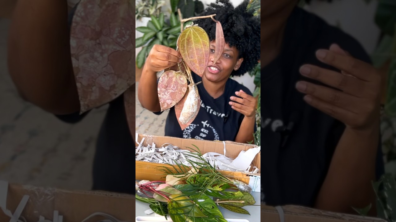 Распаковка редких растений с Greenspaces.id &mdash; #растения #комнатныерастения #редкиерастения #любит...