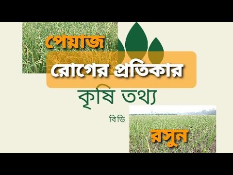 ভিডিও: রসুনের রোগ। পার্ট 3