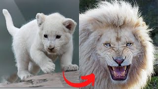 I'm A Big Kid Now | Animal Transformation by Furry Buddy 116,159 views 7 months ago 9 minutes