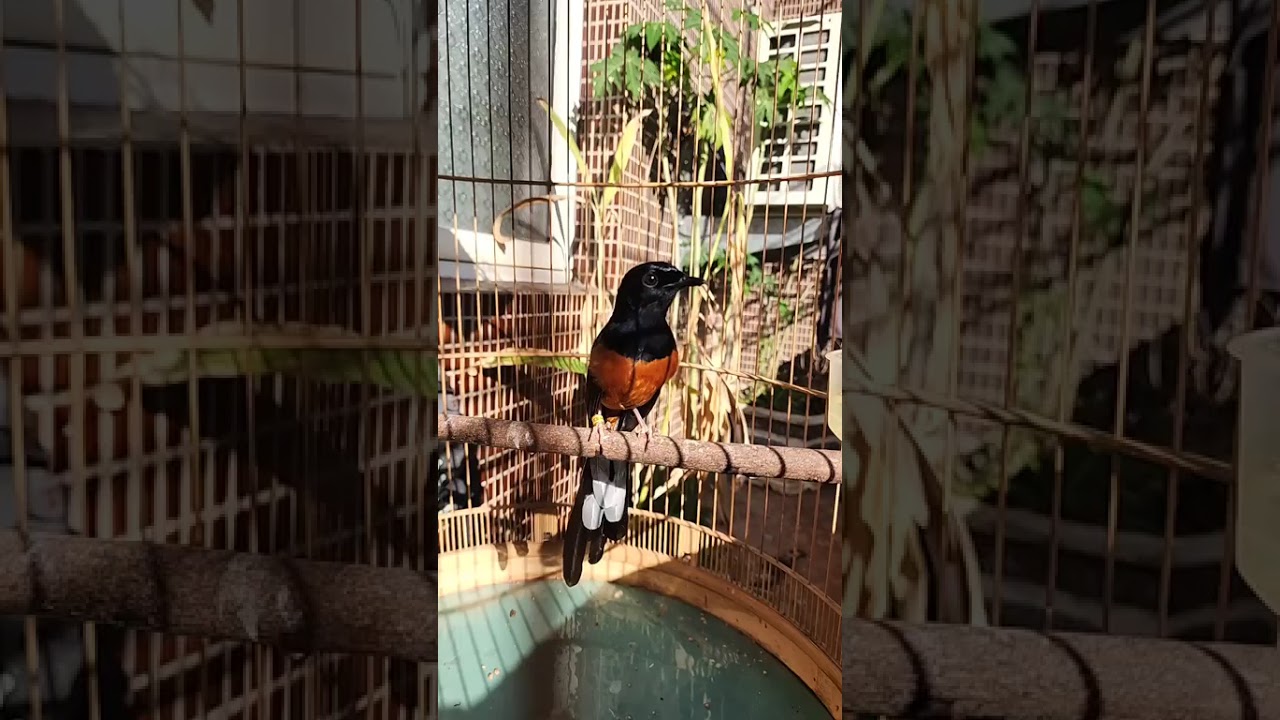 Tiba-tiba Ada burung murai batu betina yang datang nyamperin burung murai saya