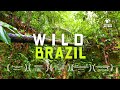 Brazil In 4K Stunning Wildlife Of The Amazon Rainforest And Beyond Nature Documentary Marathon 