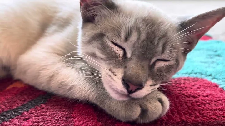 Video 11685281: siamese kitten