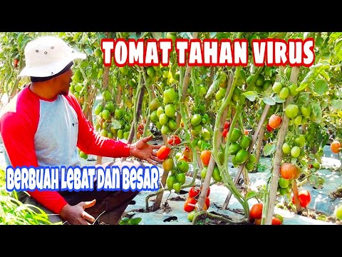 Video: Varietas Tomat Untuk Tanah Terbuka Dan Tertutup