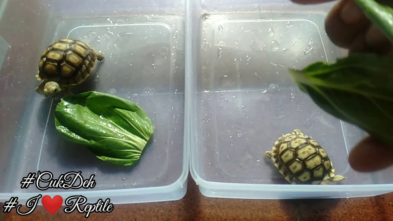 Cara Merawat Sulcata Tortoise Buat Pekerja 