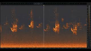 Hermit Thrushes: Santa Cruz Mountains, California | Spectrogram Follow