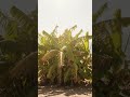 Deriva invisible: el daño silencioso que está afectando tu cultivo de plátano.