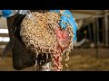 UNBELIEVABLE! Cow Hoof Filled with Worms 😱 Extreme Infection Removal
