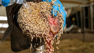 UNBELIEVABLE! Cow Hoof Filled with Worms 😱 Extreme Infection Removal