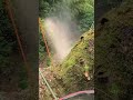STIHL MS500i Cutting Tree #shorts #treeclimbing #treeremoval #arborist #特殊伐採