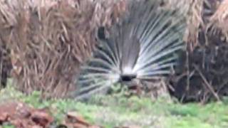 Peacocks dancing 1.avi