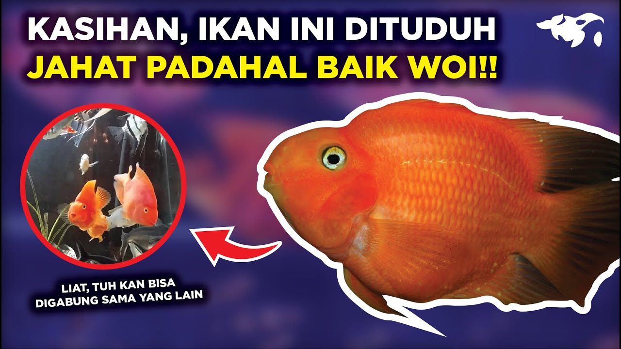 APAKAH IKAN RED PARROT ITU GALAK? JADI SEBENARNYA... 