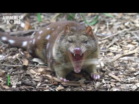 Video:  Quoll