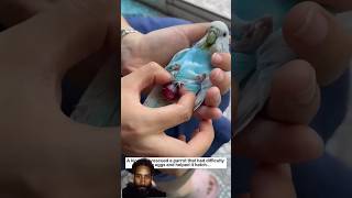 parrot 🦜 midwife#animals#cute#animalfriendshipgoals#birds#pets#rescue#parrot#lovestory#love#shorts#