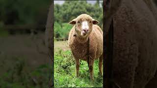 sheep
