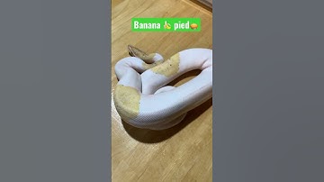 Banana pie ball python 🐍 #shorts #youtube #video #animals #foryou #music #reels #reptiles #food