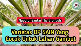 Ngobrol Santai The Brondols    Varietas Dp Sain Yang Cocok Untuk Lahan Gambut