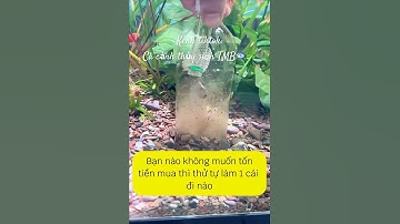 Hướng dẫn chế dụng cụ hút cặn đáy bể cá cực kì đơn giản🥰