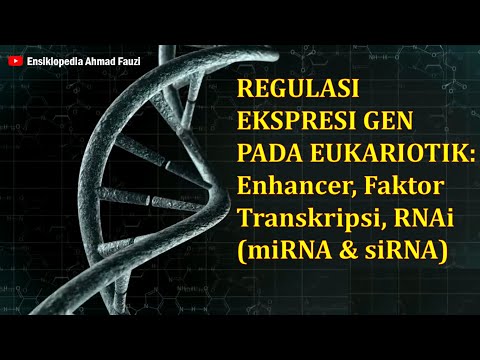 Video: Regulasi Global Penerjemahan MRNA Dan Stabilitas Embrio Drosophila Awal Oleh Protein Pengikat RNA Smaug