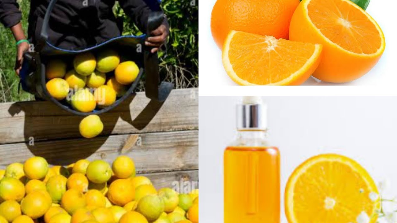 How to make ORANGE OIL at home/ DIY orange essential oil. How to