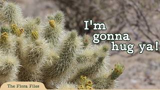 The Teddy Bear Cholla Wants to Give You A Hug (Cylindropuntia bigelovii) screenshot 3