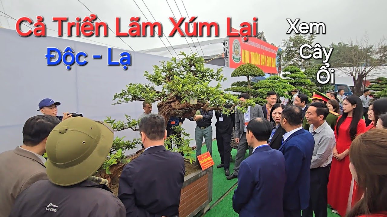 LÃNH ĐẠO cùng BÀ CON NHÂN DÂN * XÚM LẠI XEM * cây ổi ĐỘC - LẠ ở TL TRIỆU VIỆT VƯƠNG - Hưng Yên .