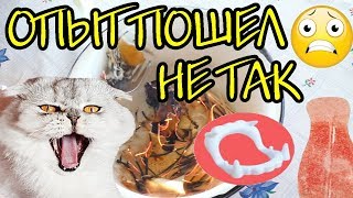 ПОЧТИ ПОЖАР! ЖАРИМ МАРМЕЛАДНЫЙ ЯЗЫК ДРАКУЛЫ НА КОСТРЕ! ПОЧТИ ПОЖАР! ЖАРИМ МАРМЕЛАДНЫЙ ЯЗЫК ДРАКУЛЫ НА КОСТРЕ!