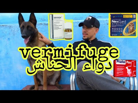 Vidéo: Médecine pour arrêter un chien de vomir