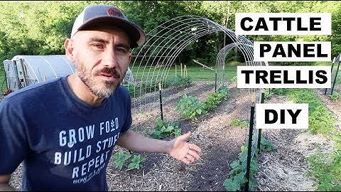 DIY CATTLE Panel TRELLIS | TWO MINUTE TUESDAY